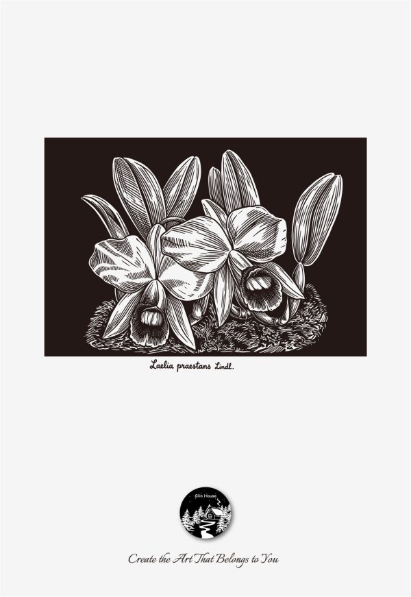 glinhouse.com printmaking kit flower series 20 glinhouse.com printmaking kit flower series 20
